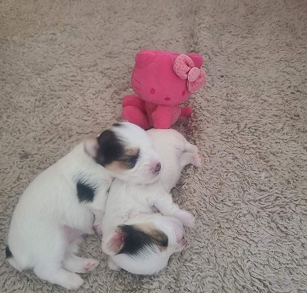 Three puppies are laying on a carpet next to a stuffed hello kitty.
