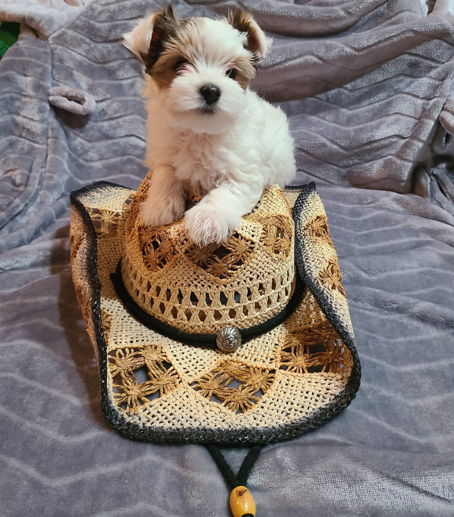 A puppy is sitting on top of a cowboy hat