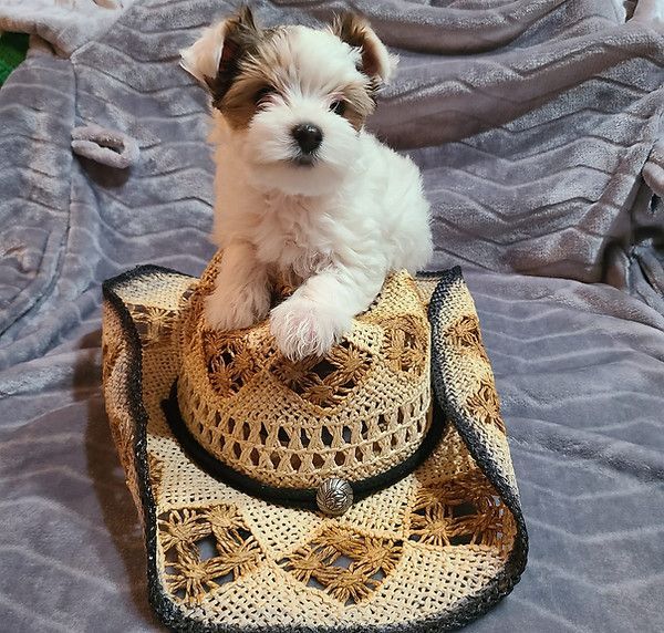 A puppy is sitting on top of a cowboy hat
