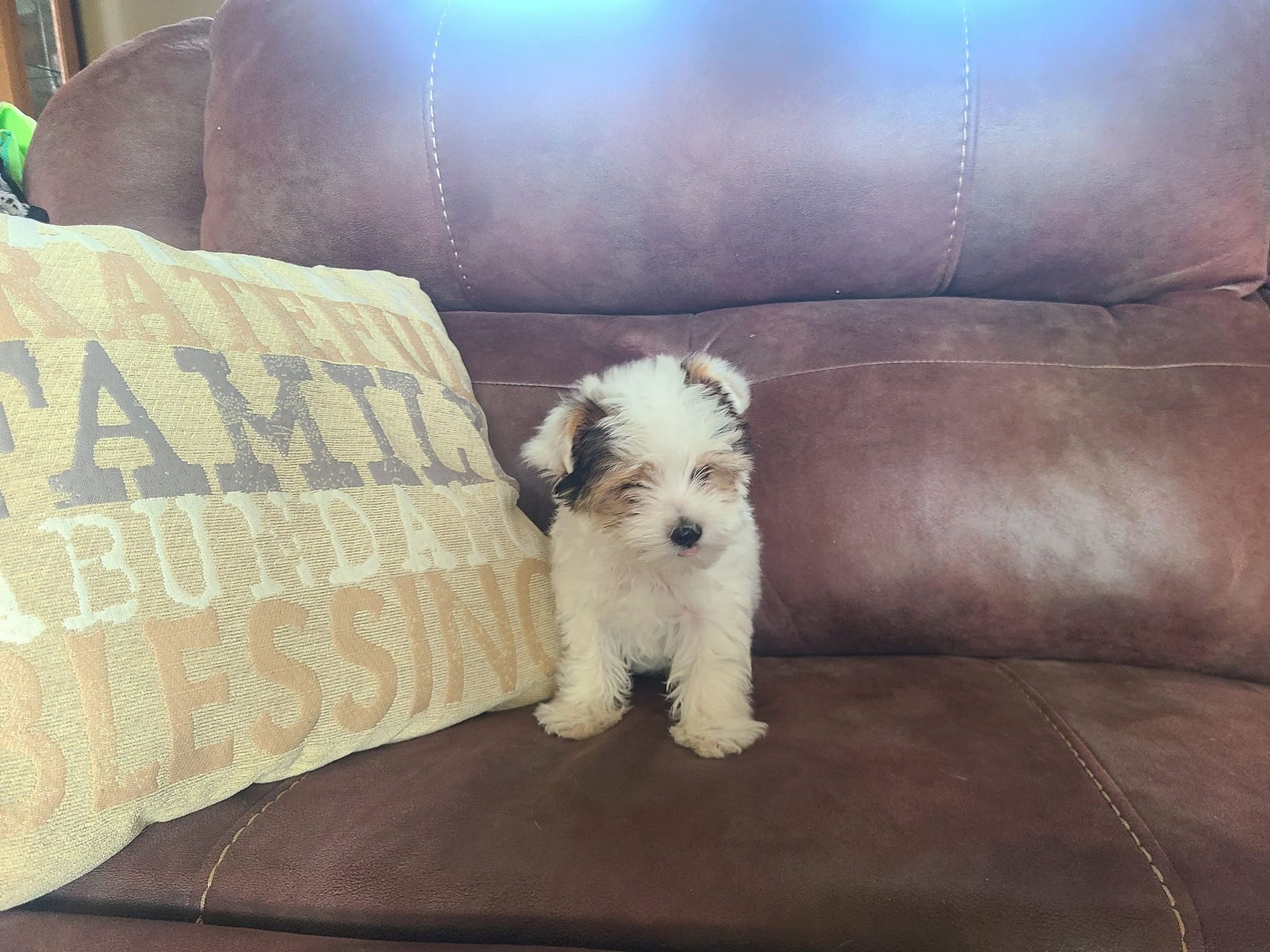 A small puppy is sitting on a couch next to a pillow that says `` family builds a blessing ''.