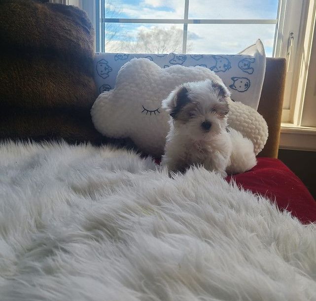 A puppy laying on a bed next to a stuffed cloud