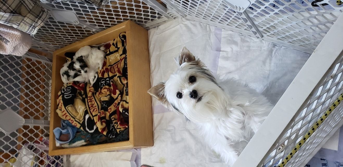 A small white dog is laying on a blanket in a cage.