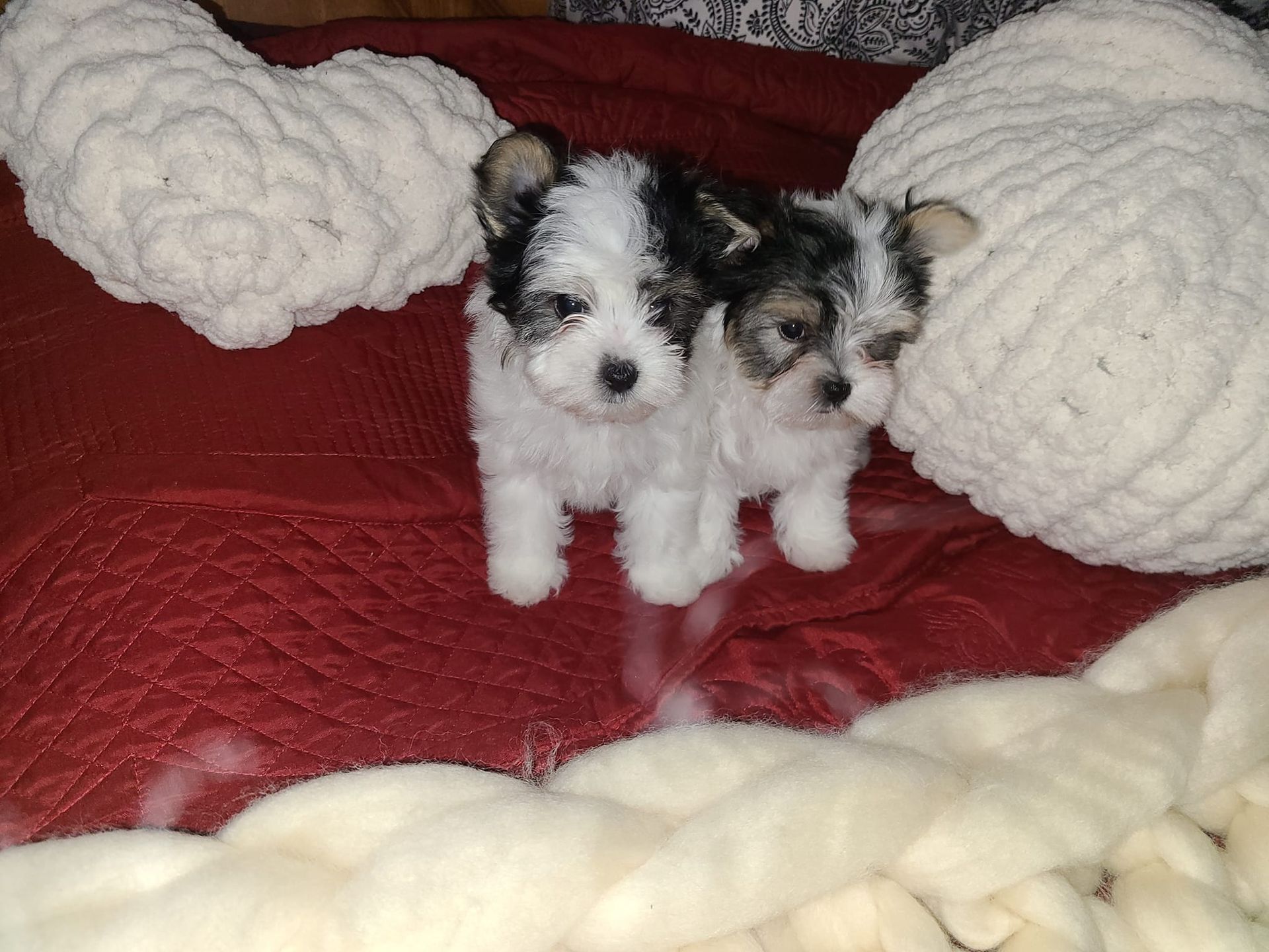 Two small puppies are sitting next to each other on a bed.