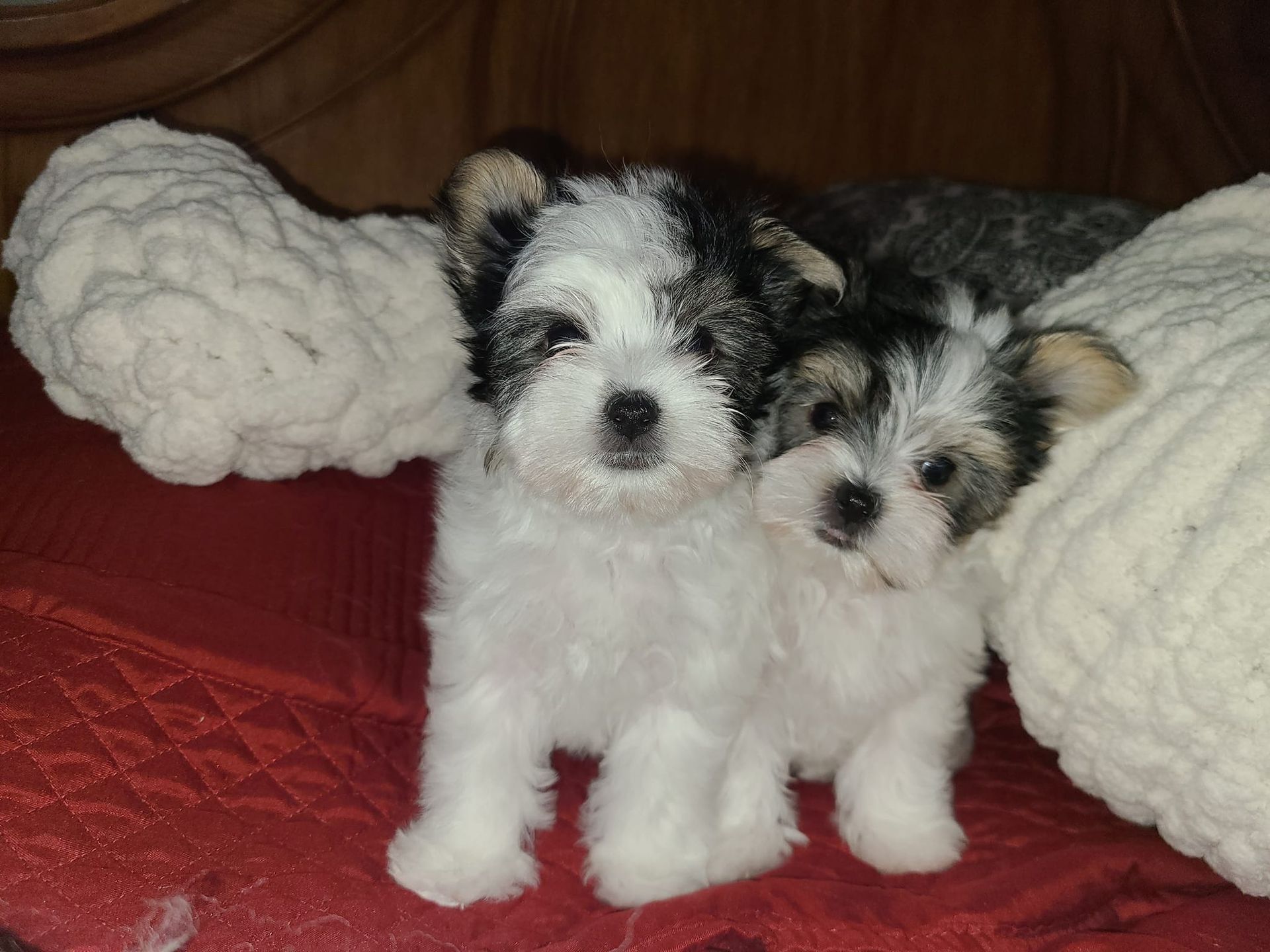Two small puppies are sitting next to each other on a bed.
