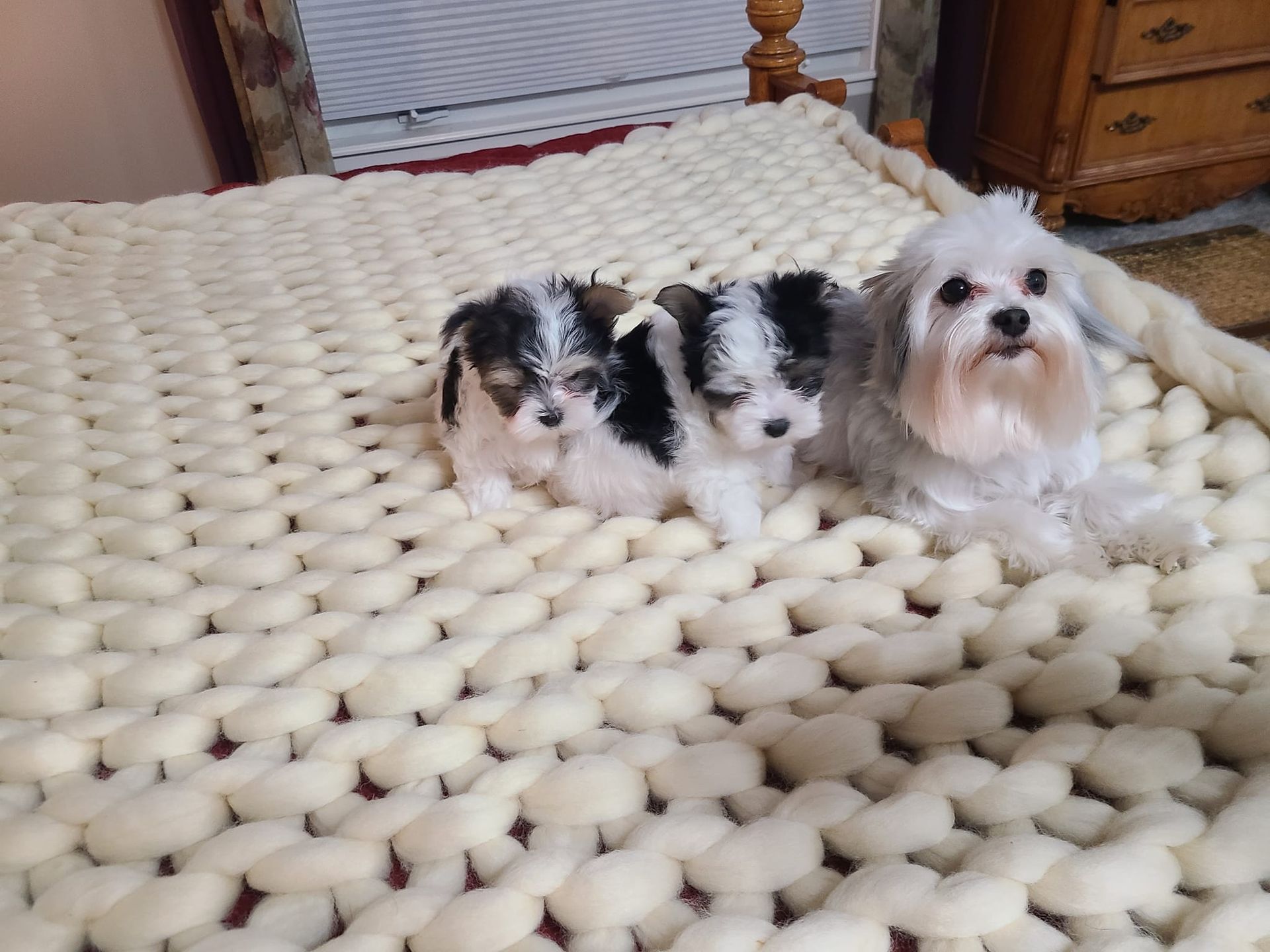 Two small dogs are laying on a knitted blanket