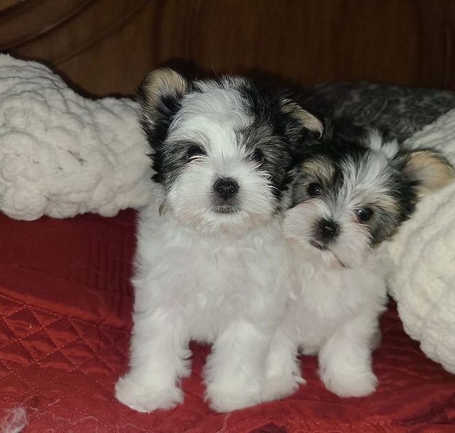 Two puppies are sitting next to each other on a couch