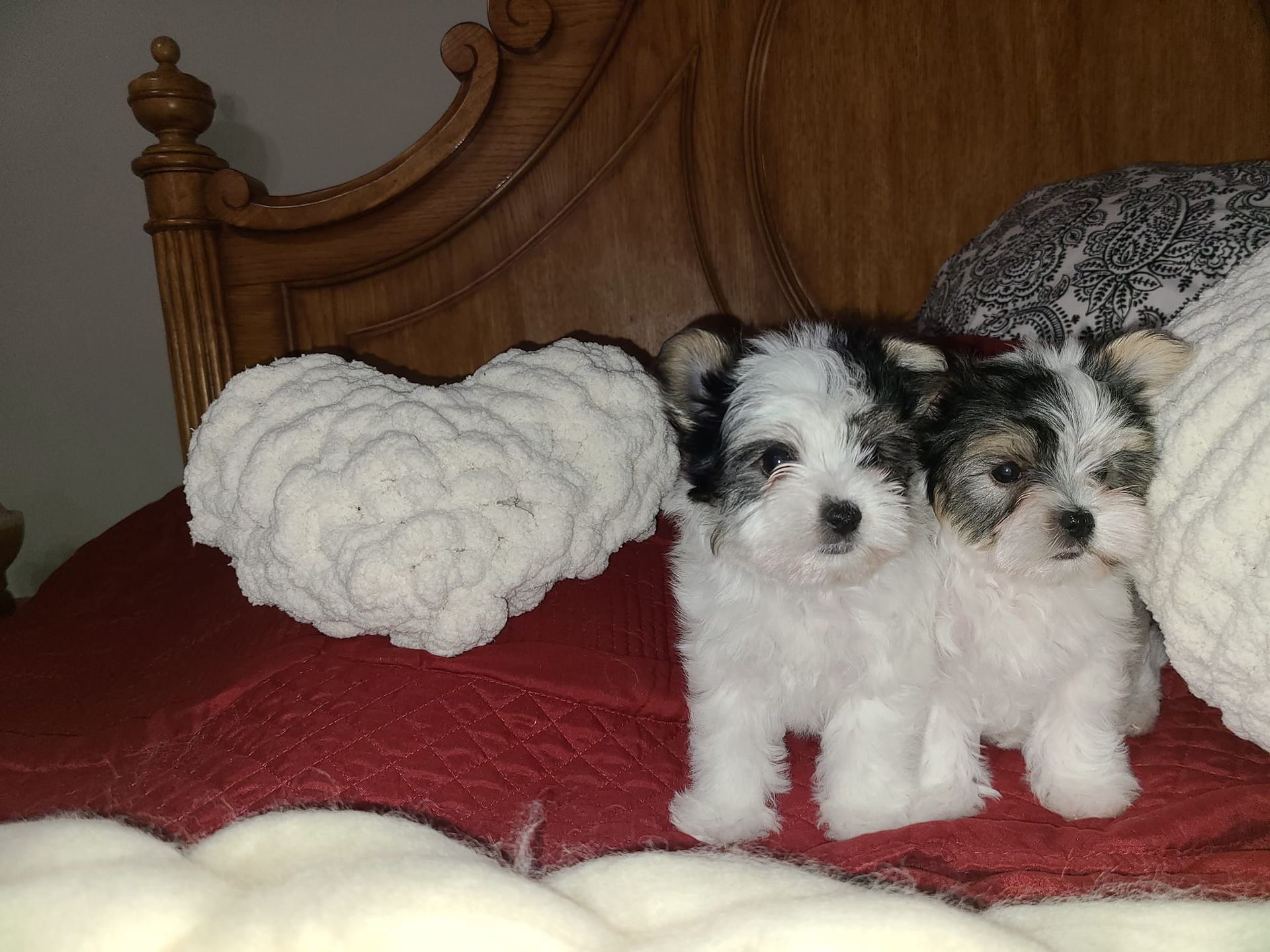 Two small puppies are sitting on a bed next to a heart shaped pillow.