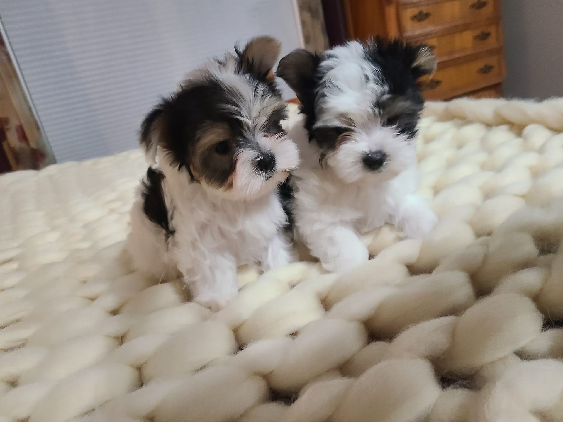 Two puppies are laying on a blanket on a bed.