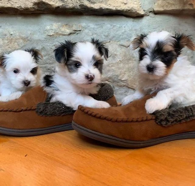 Three puppies are sitting on a pair of brown slippers