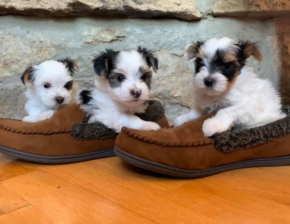 Three puppies are sitting on top of a pair of slippers.