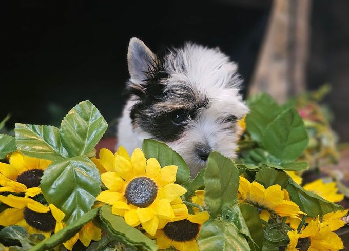 A black and white puppy is sitting in a pile of sunflowers.