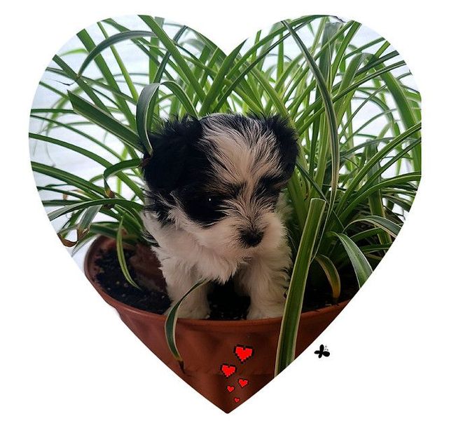A black and white puppy in a heart shaped potted plant