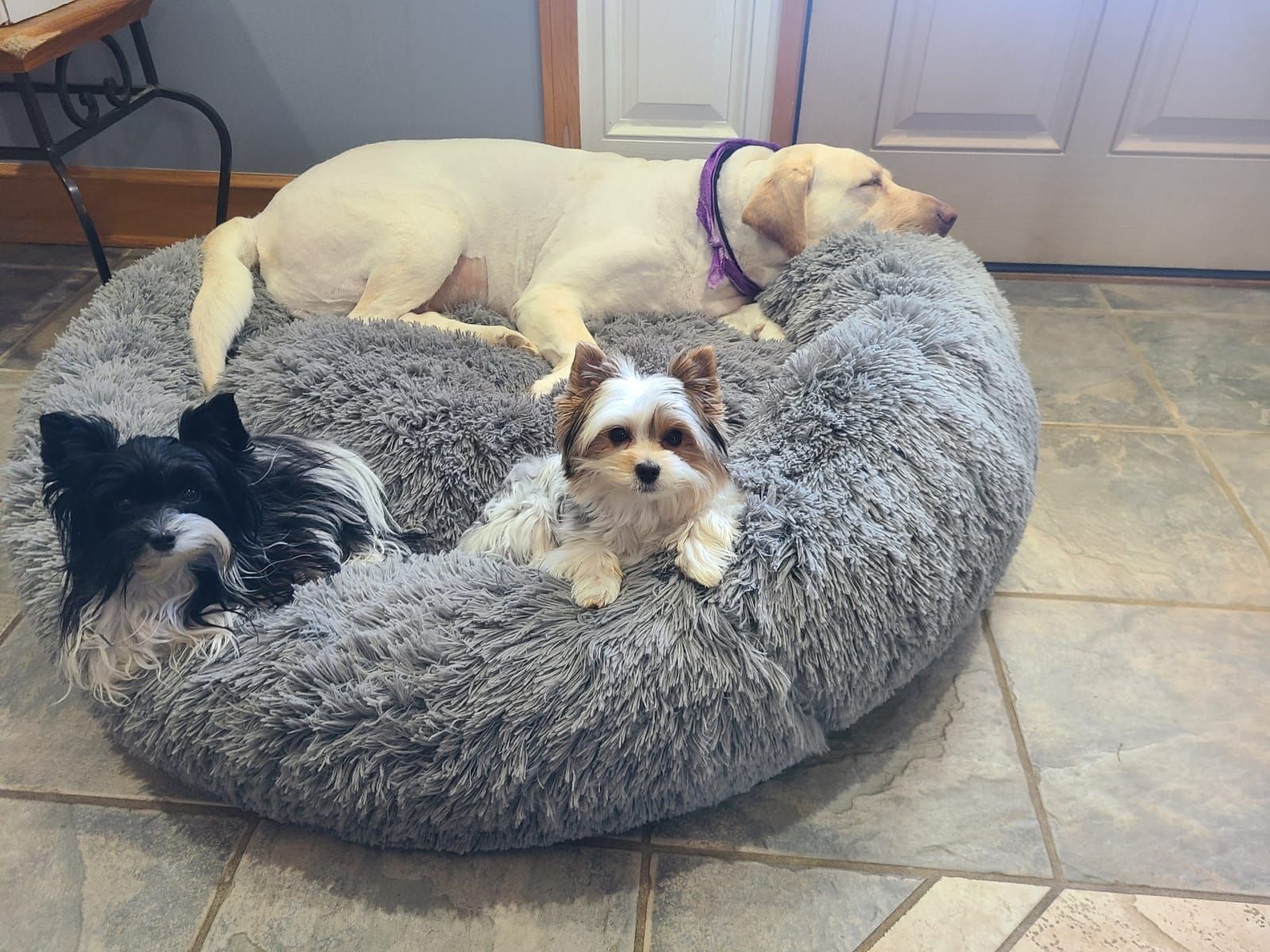 Three dogs are laying on a fluffy dog bed