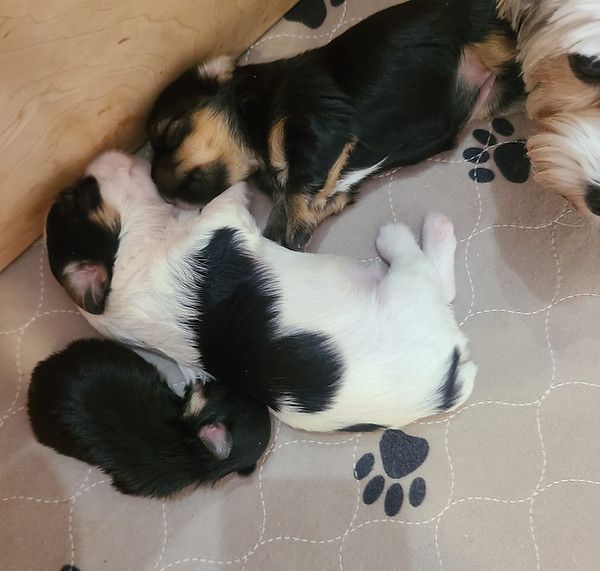Three puppies are laying on a blanket with paw prints on it