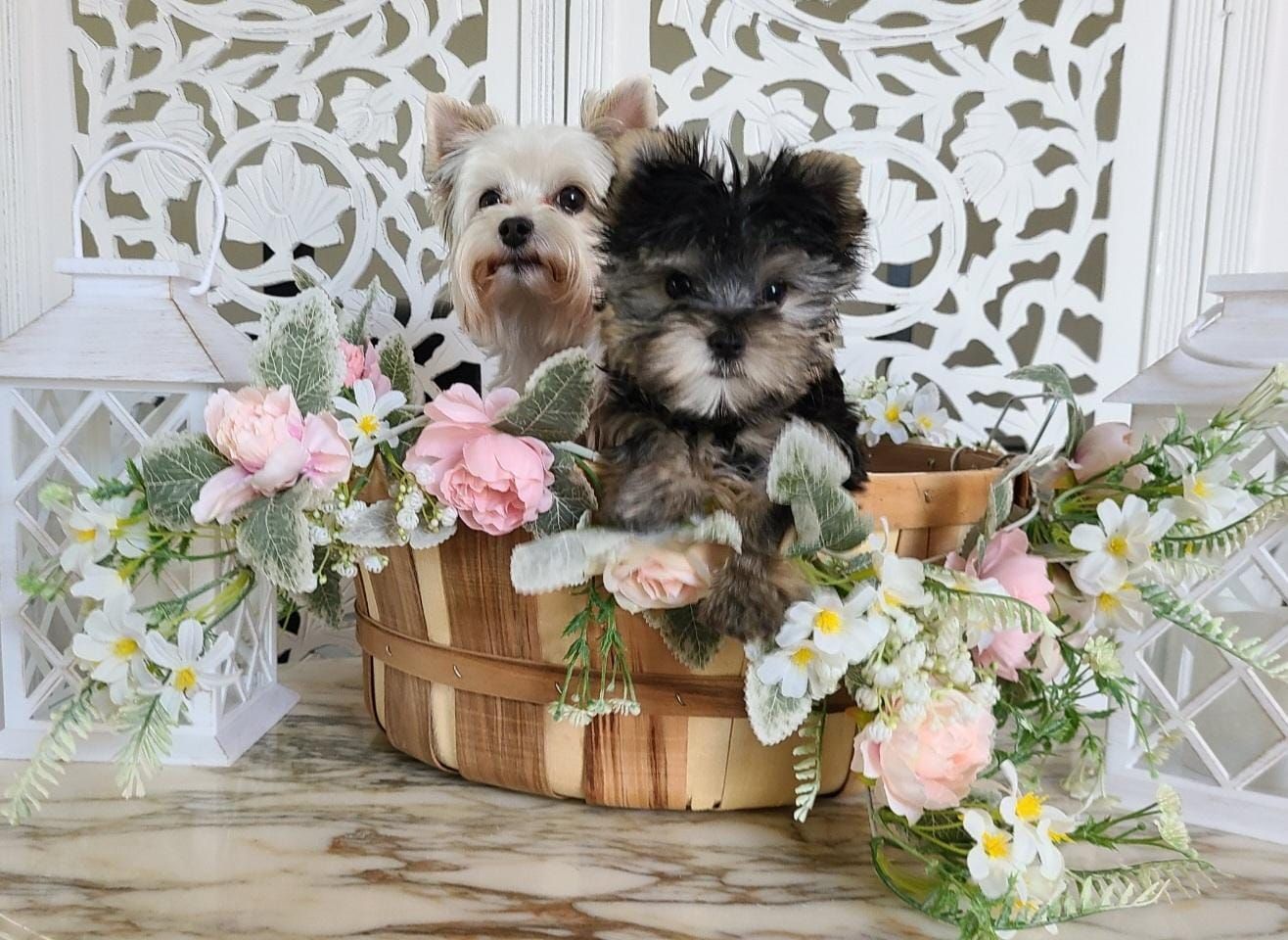 Two small dogs are sitting in a wooden basket filled with flowers.