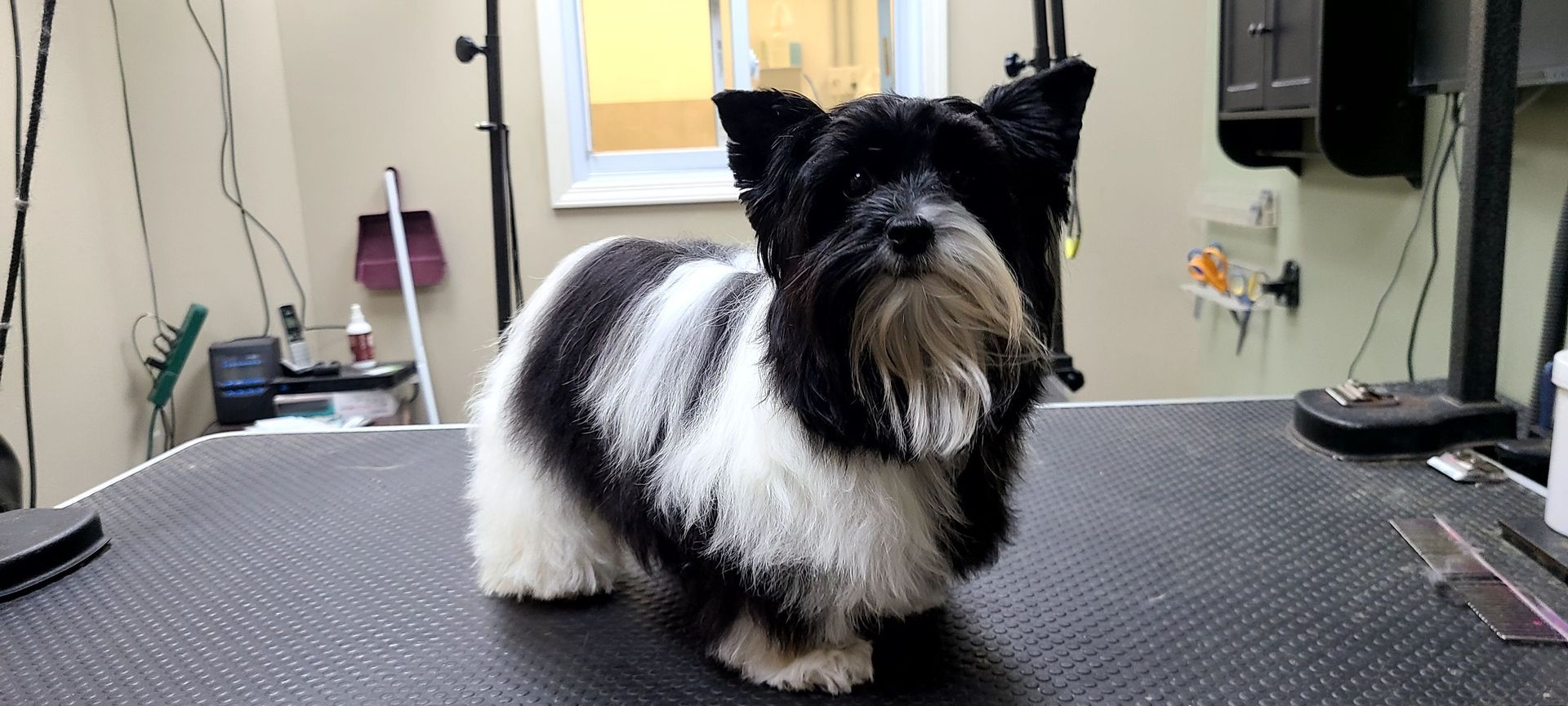 A black and white dog is sitting on a grooming table.