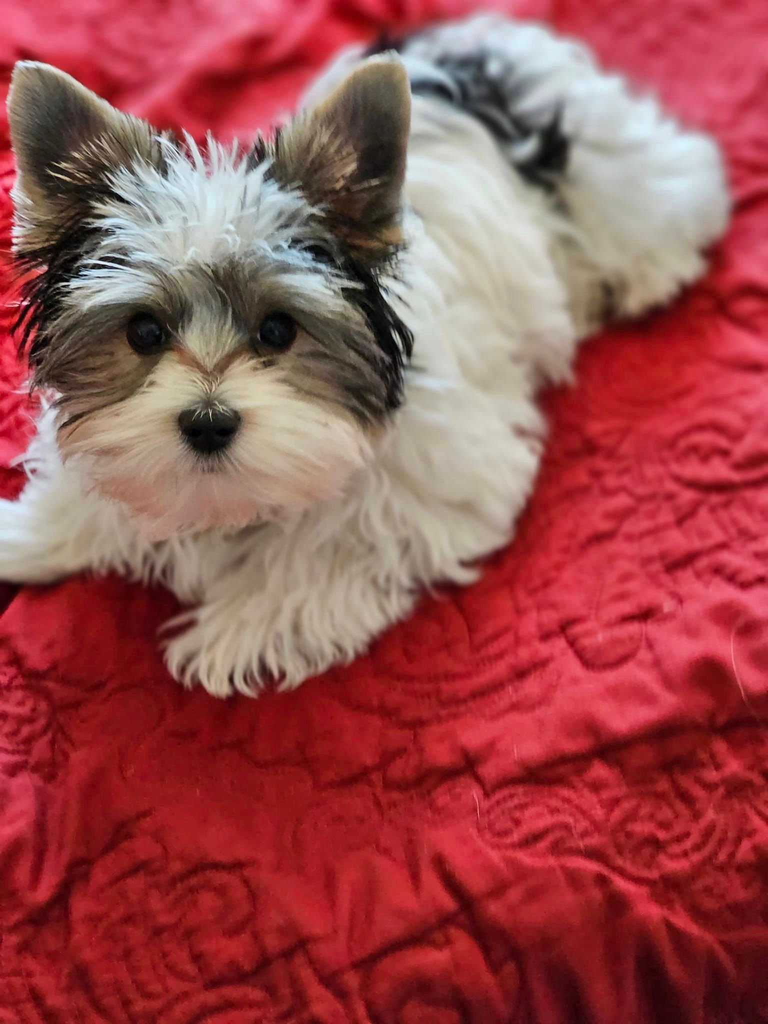 A small white and brown dog is laying on a red blanket.