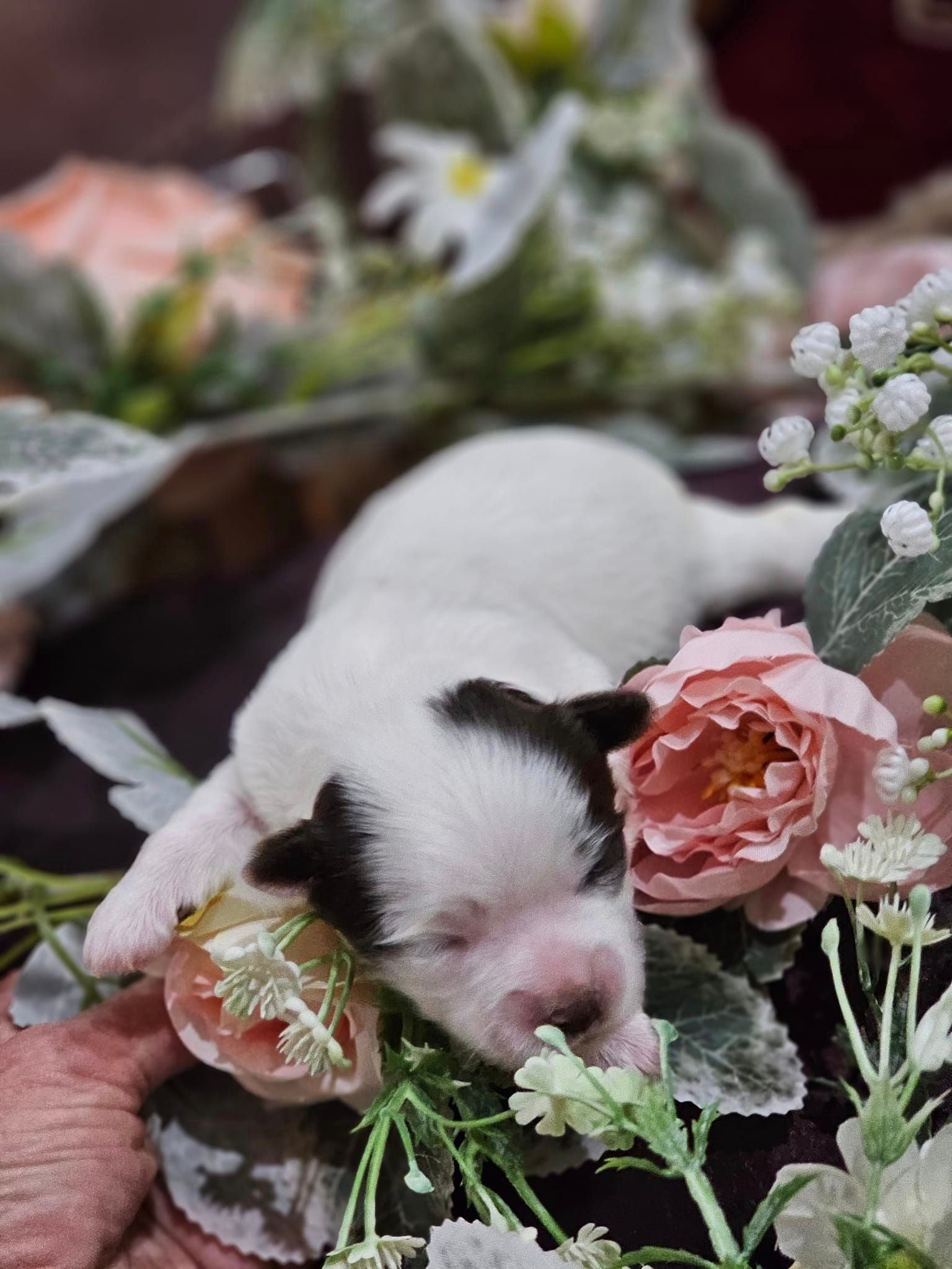 A small puppy is sleeping in a basket of flowers.