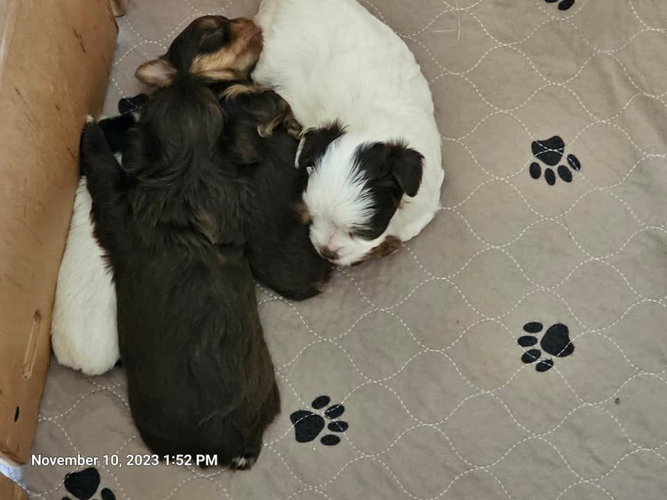 Three puppies are sleeping on a blanket with paw prints on it