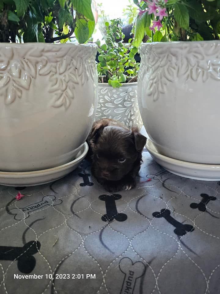 A small puppy is sitting on a table next to two potted plants.