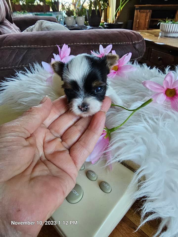 A person is holding a small puppy in their hand.