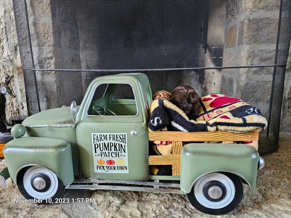 A dog is laying in the back of a toy truck.