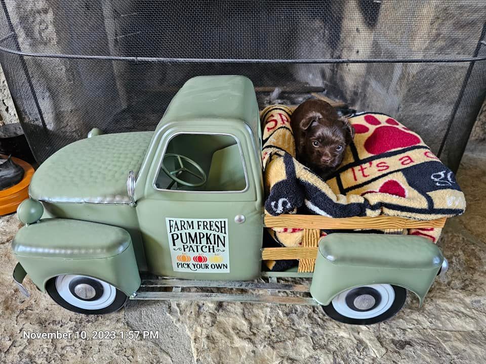 A dog is sitting in the back of a toy truck.