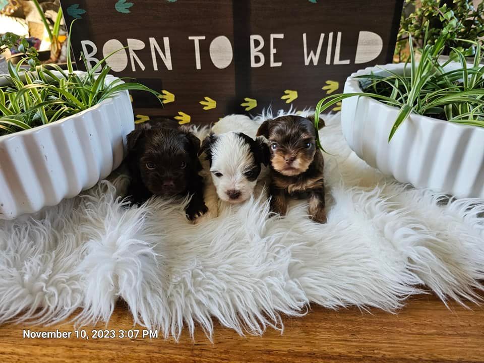 Three puppies are sitting on a blanket next to a sign that says `` born to be wild ''.