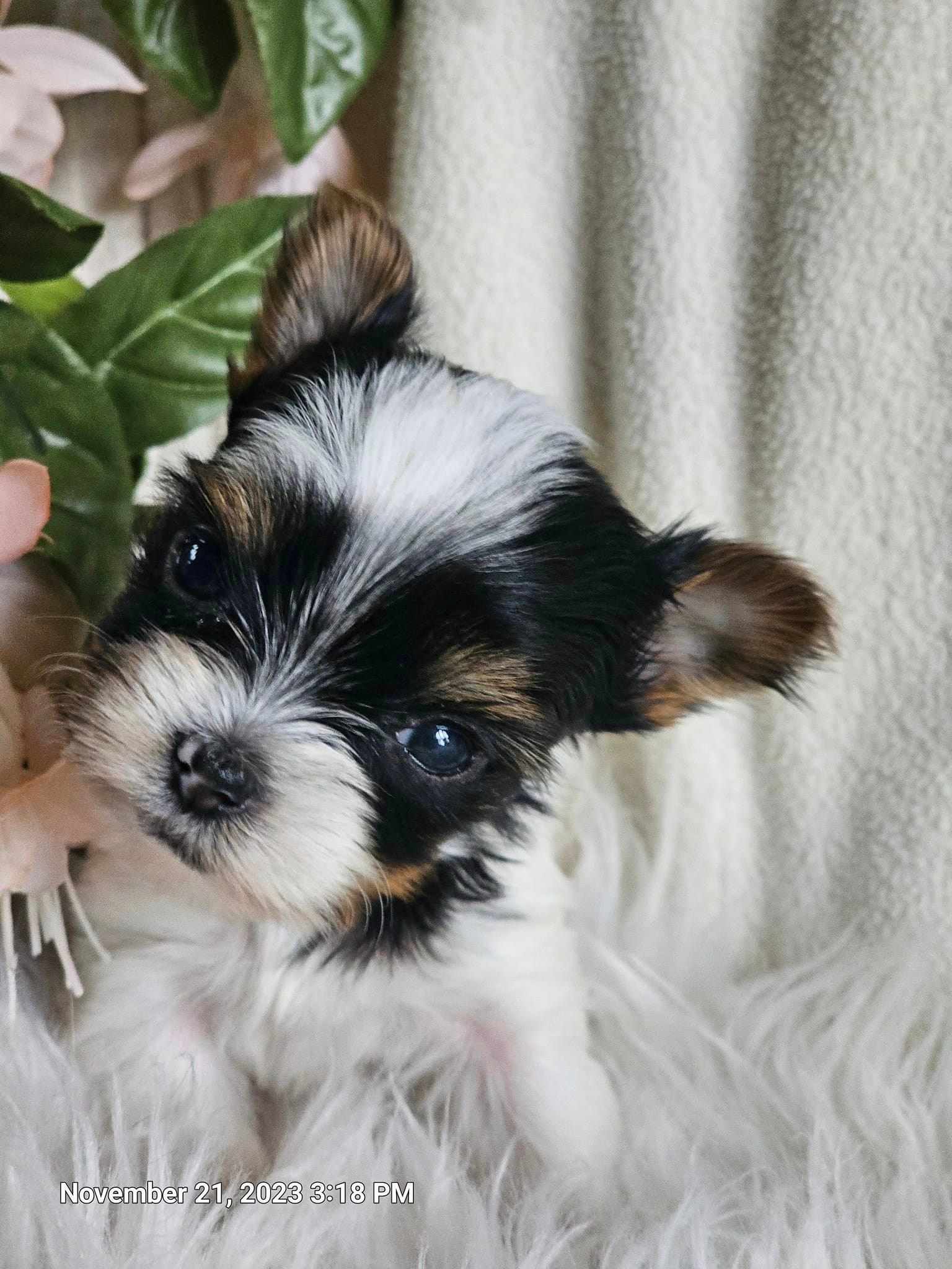 A small black and white puppy is sitting on a fluffy blanket.