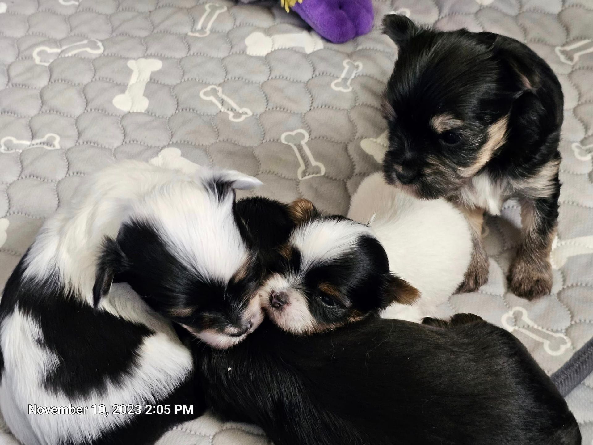 Three puppies are laying on a blanket with bones on it