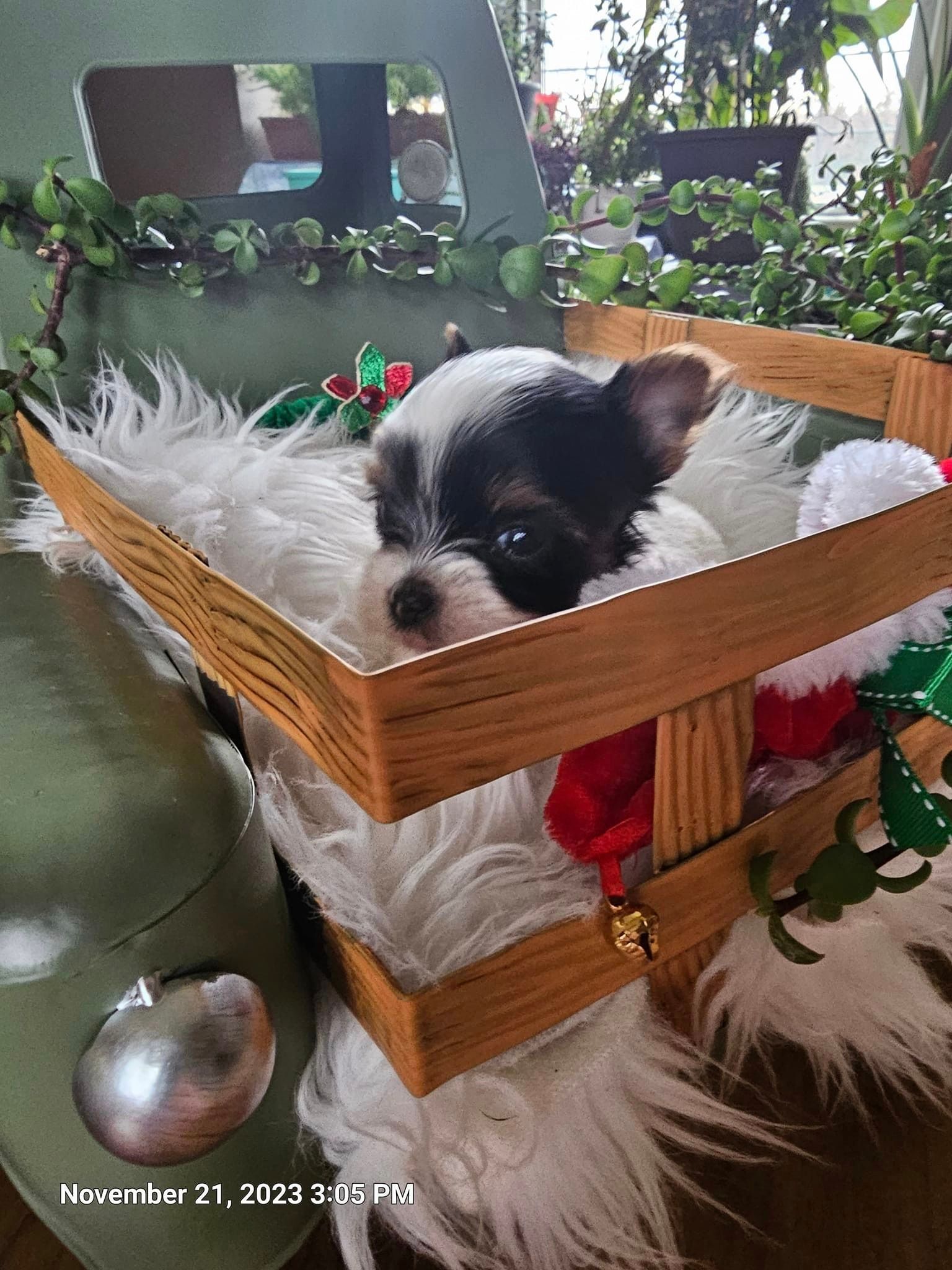 A small black and white puppy is sleeping in a wooden crate.