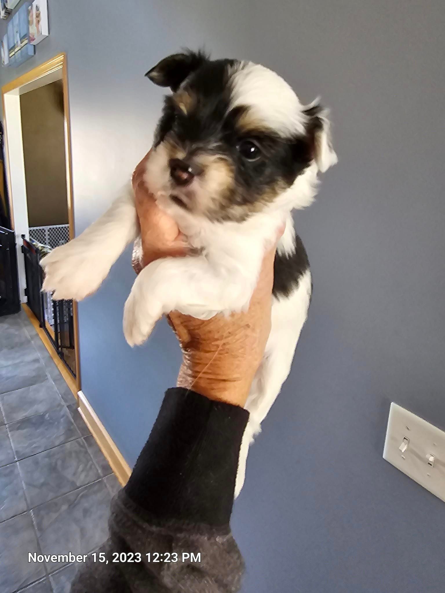 A person is holding a black and white puppy in their hand.