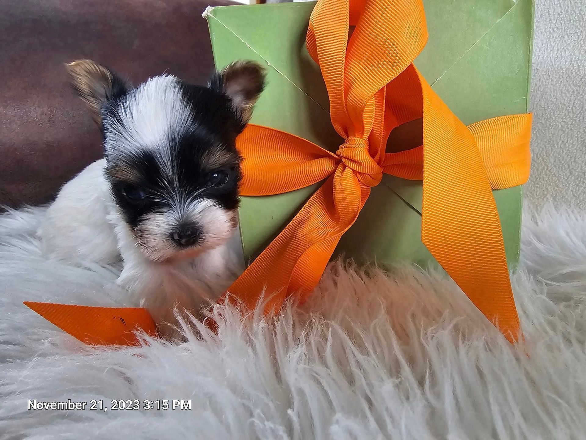 A small black and white puppy is sitting next to a gift box with an orange bow.
