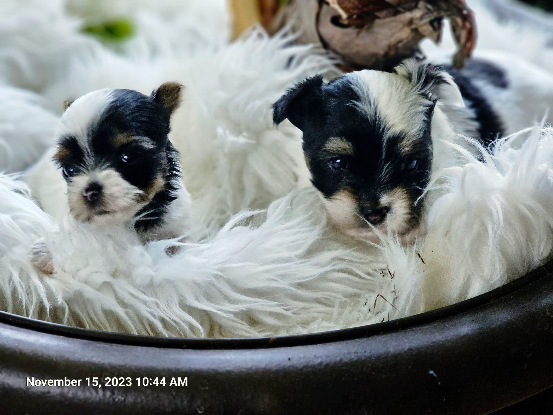 Three puppies are laying in a bowl on a fluffy blanket.