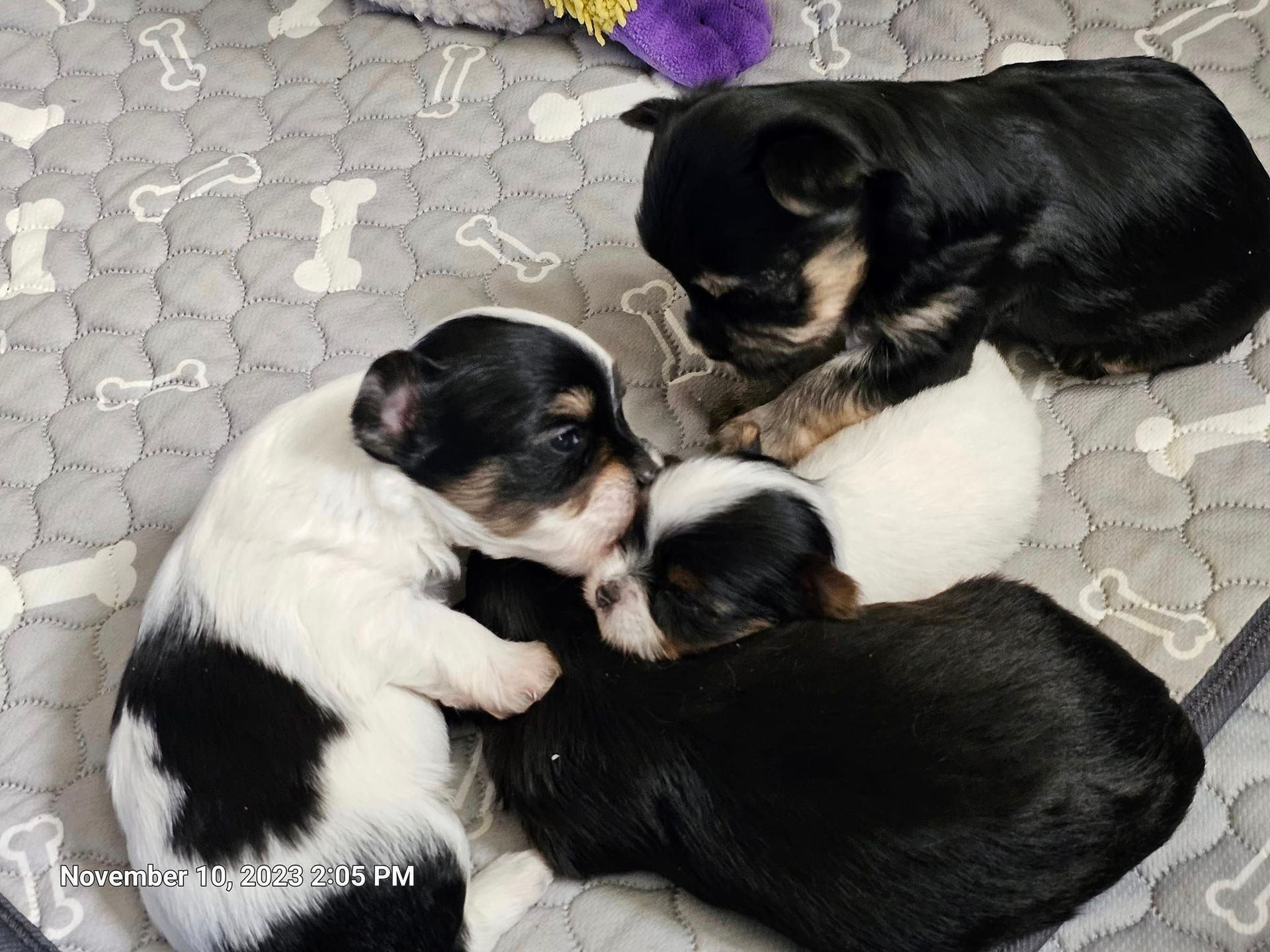 A group of puppies are sleeping on a blanket with bones on it.
