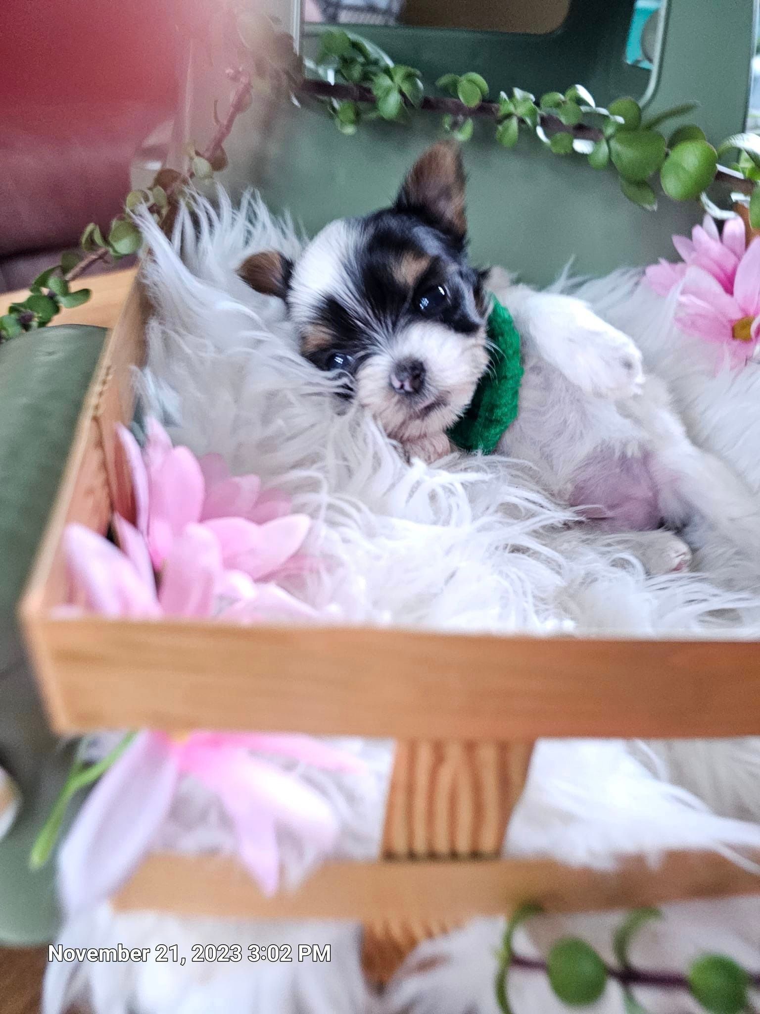 A puppy is laying in a wooden crate with feathers and flowers.