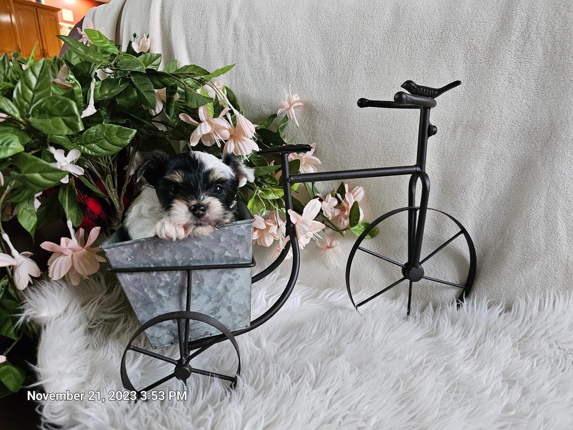 A puppy is sitting in a planter next to a bicycle.