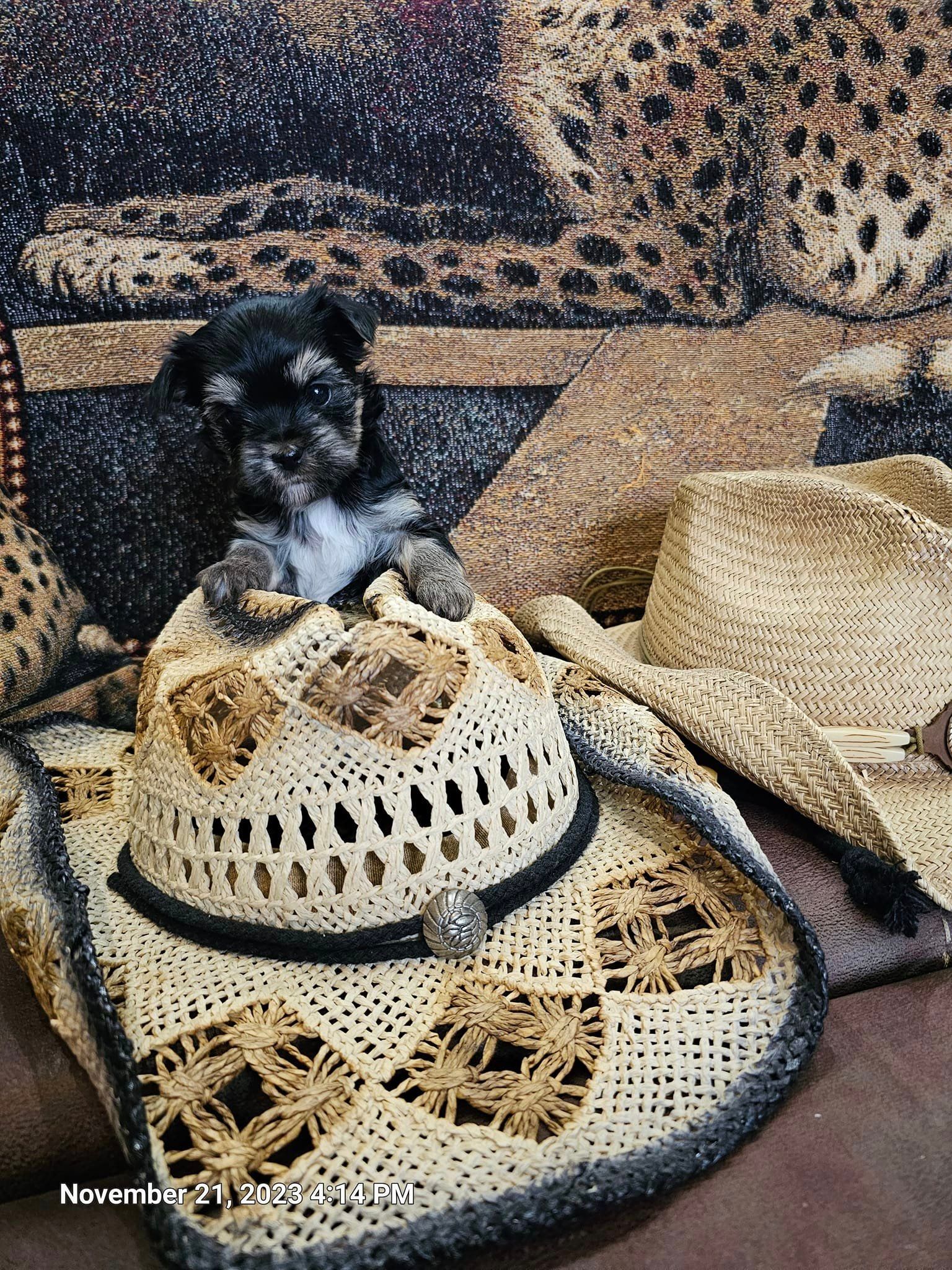 A small puppy is laying on top of a cowboy hat.