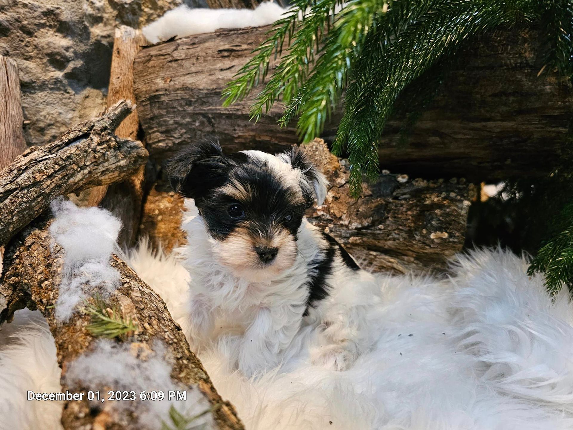 A black and white puppy is laying on a pile of logs.