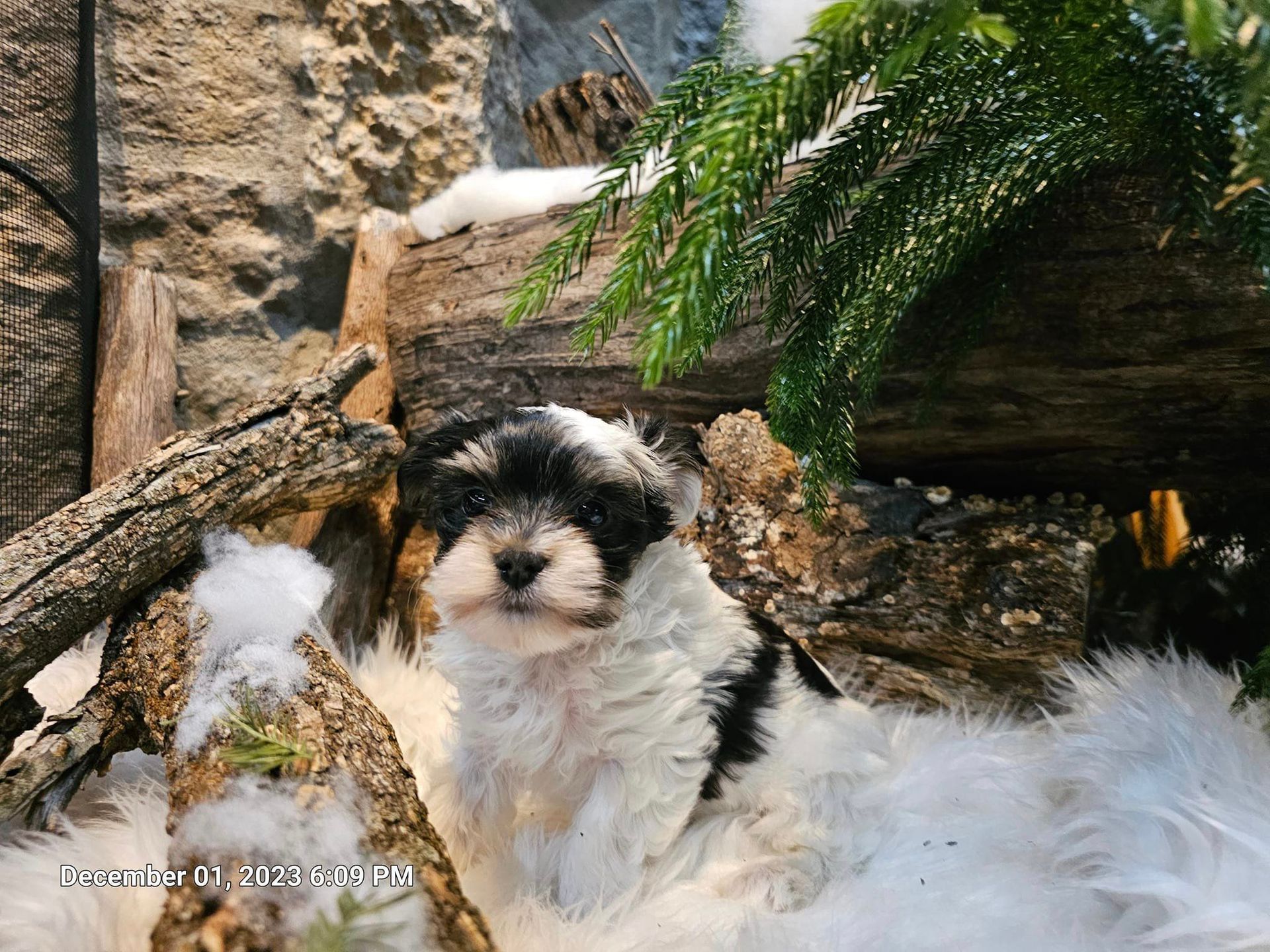 A black and white puppy is laying on a pile of logs.