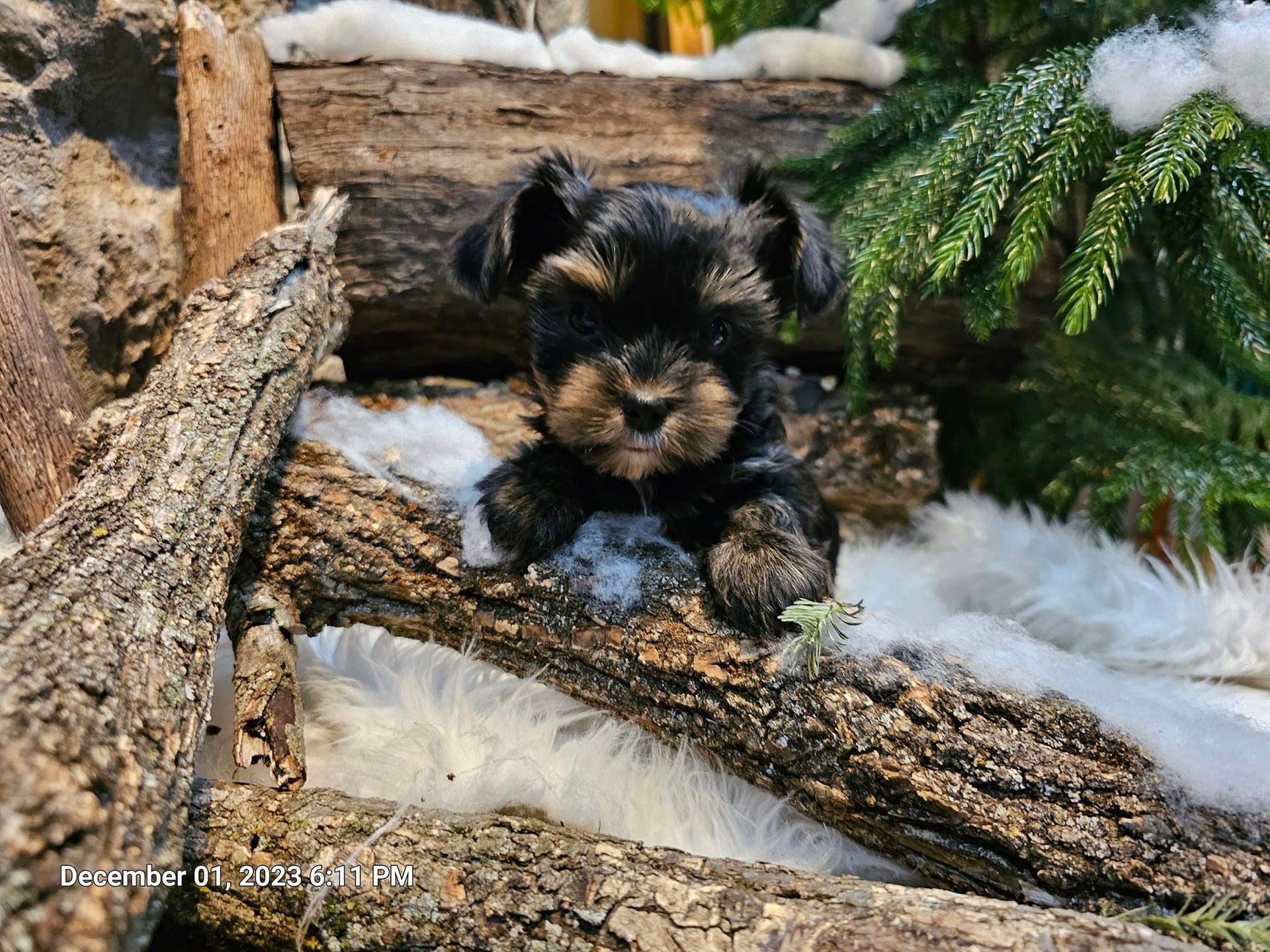 A small puppy is laying on a log next to a christmas tree.