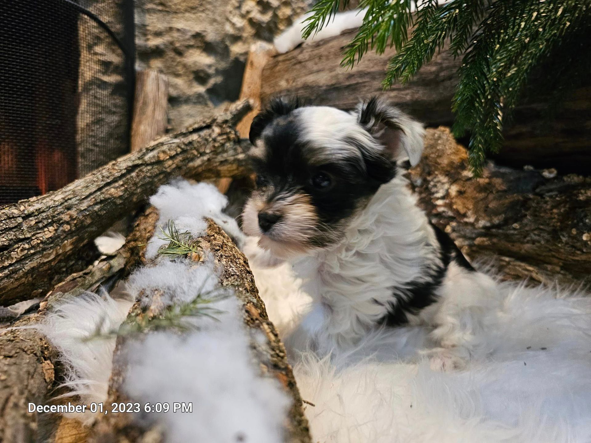 A black and white puppy is laying on a pile of logs.