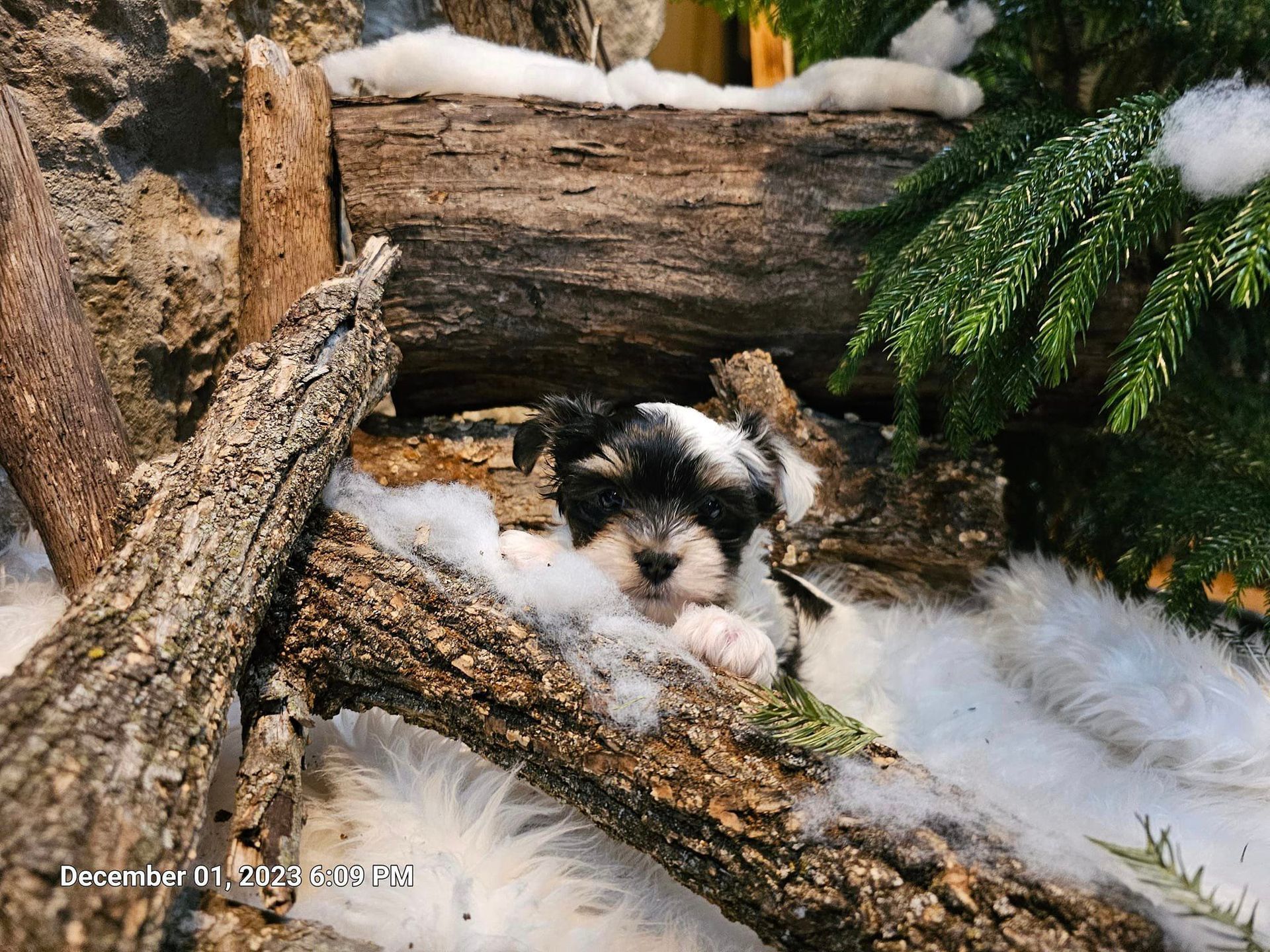 A black and white puppy is laying on a log next to a christmas tree.