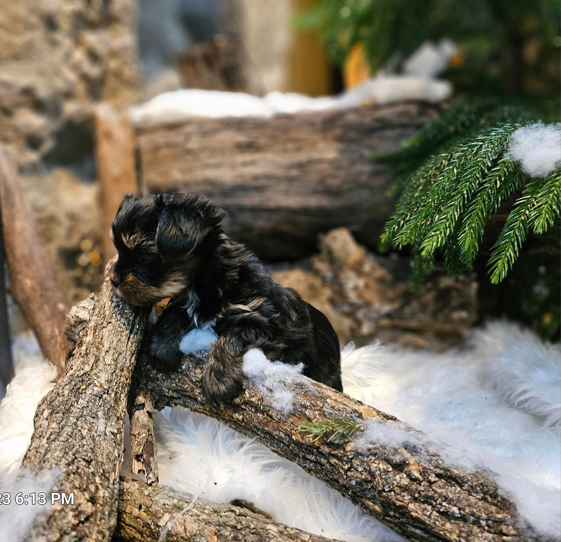 A puppy is laying on a log in the snow