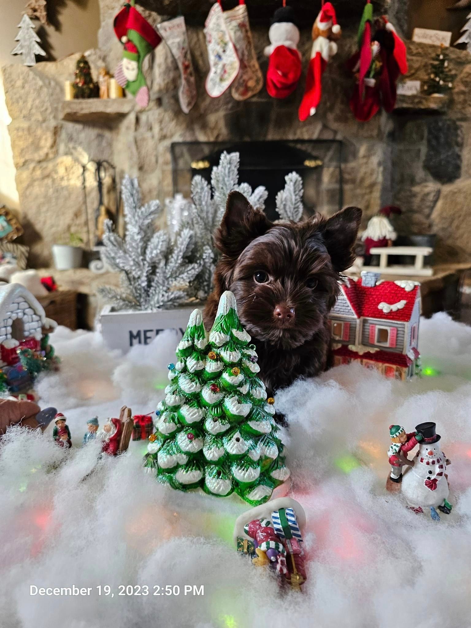 A small dog is sitting in front of a christmas tree in a living room.