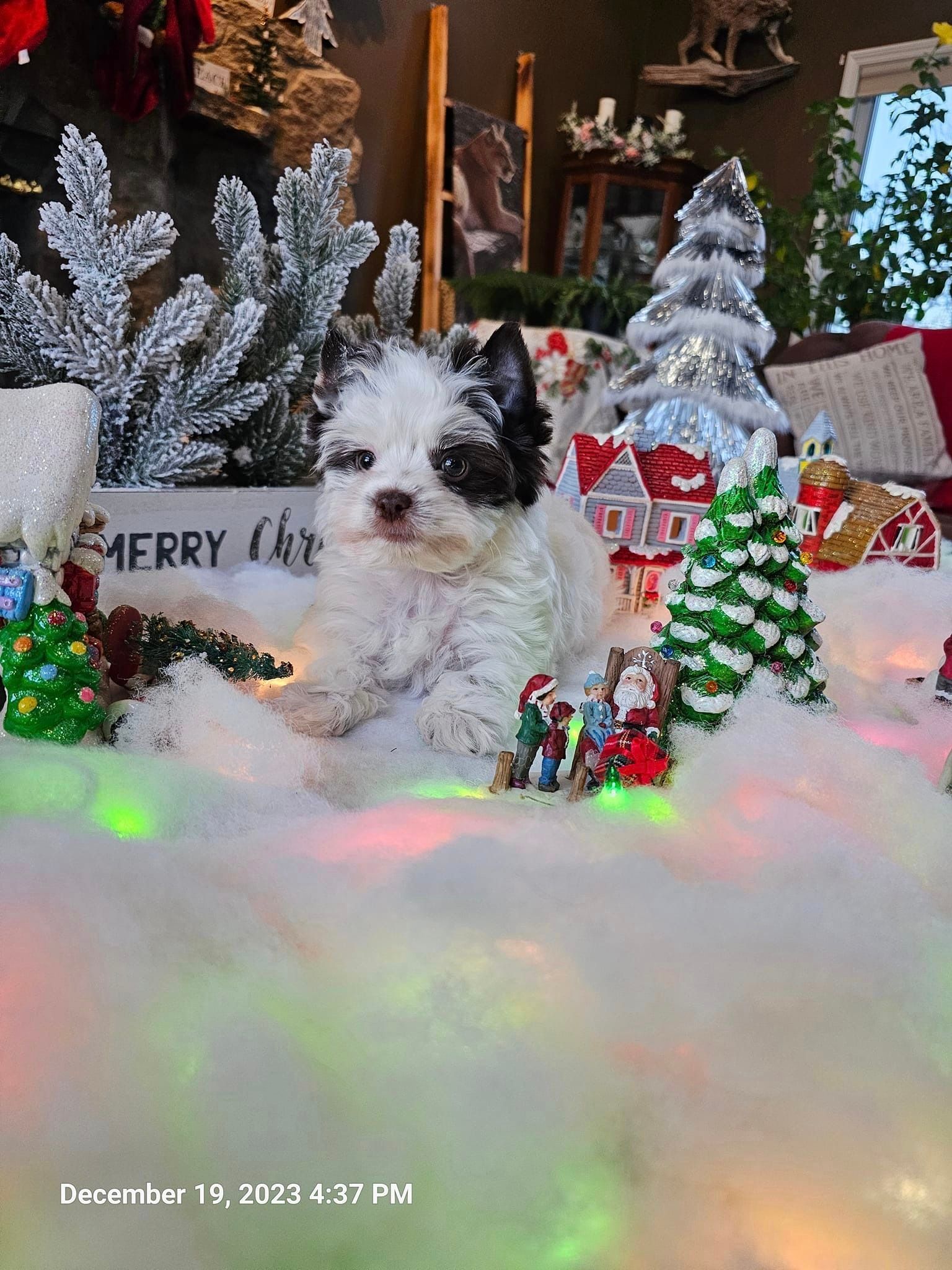 A black and white puppy is sitting in the snow surrounded by christmas decorations.