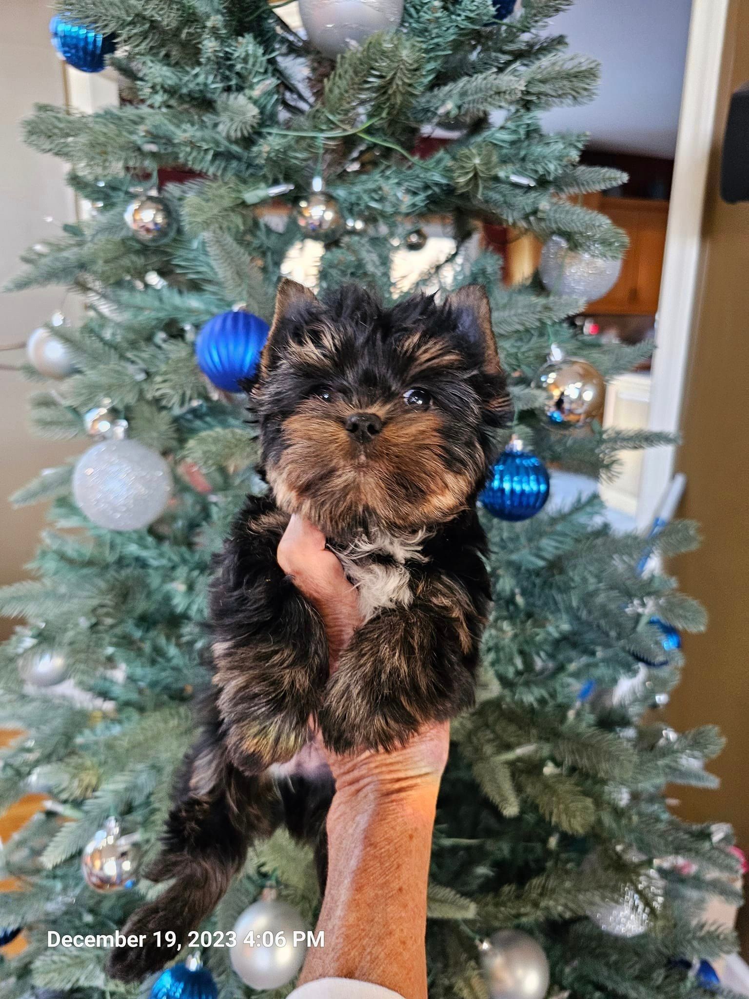 A person is holding a small puppy in front of a christmas tree.