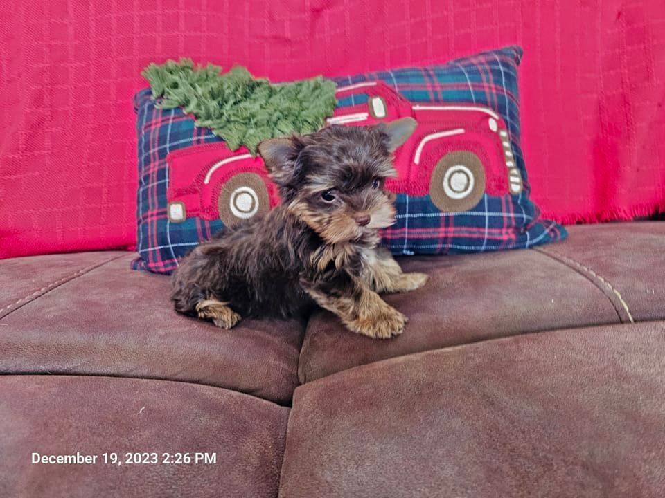A small puppy is sitting on a couch next to a christmas pillow.