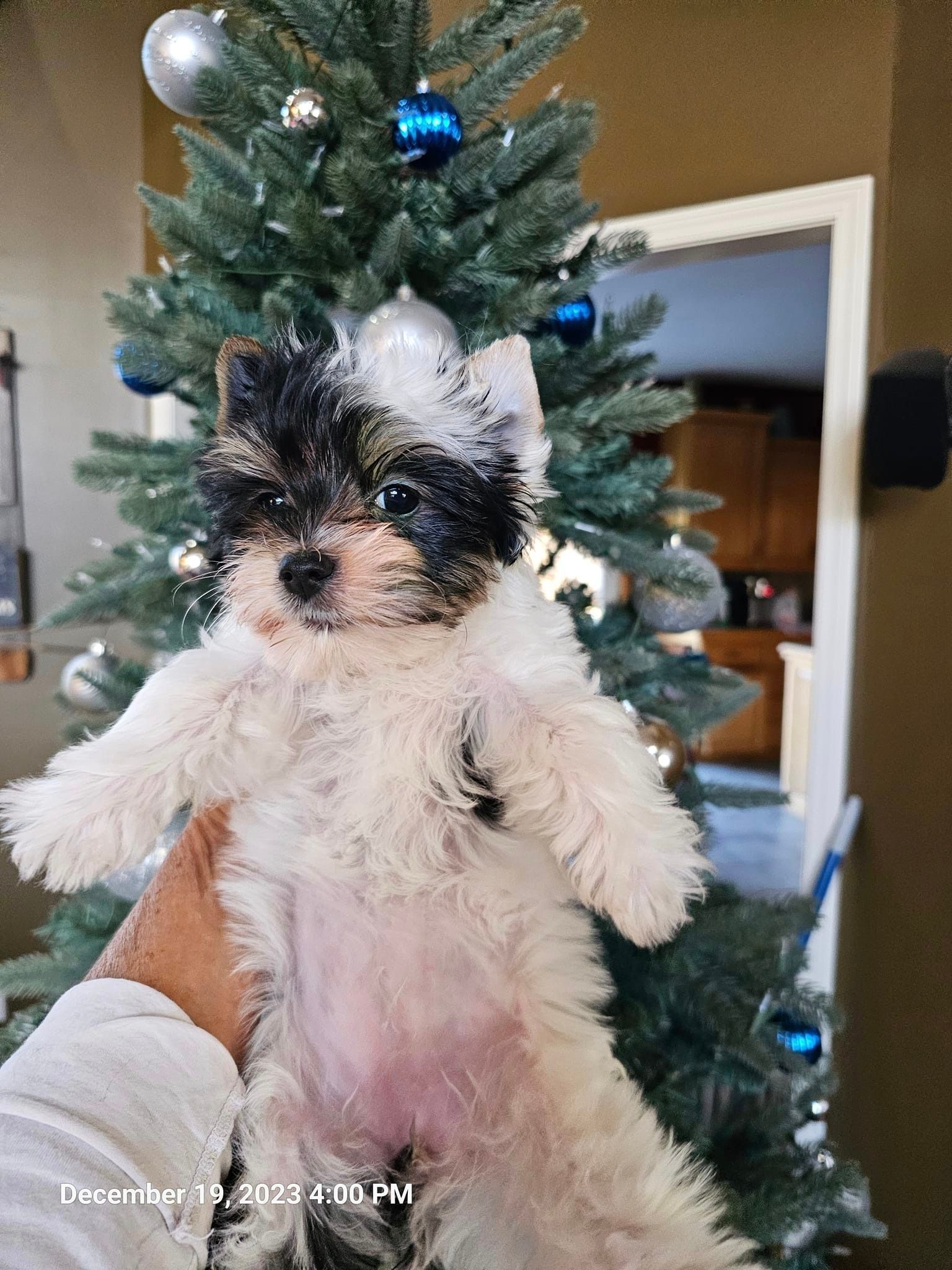 A person is holding a puppy in front of a christmas tree.