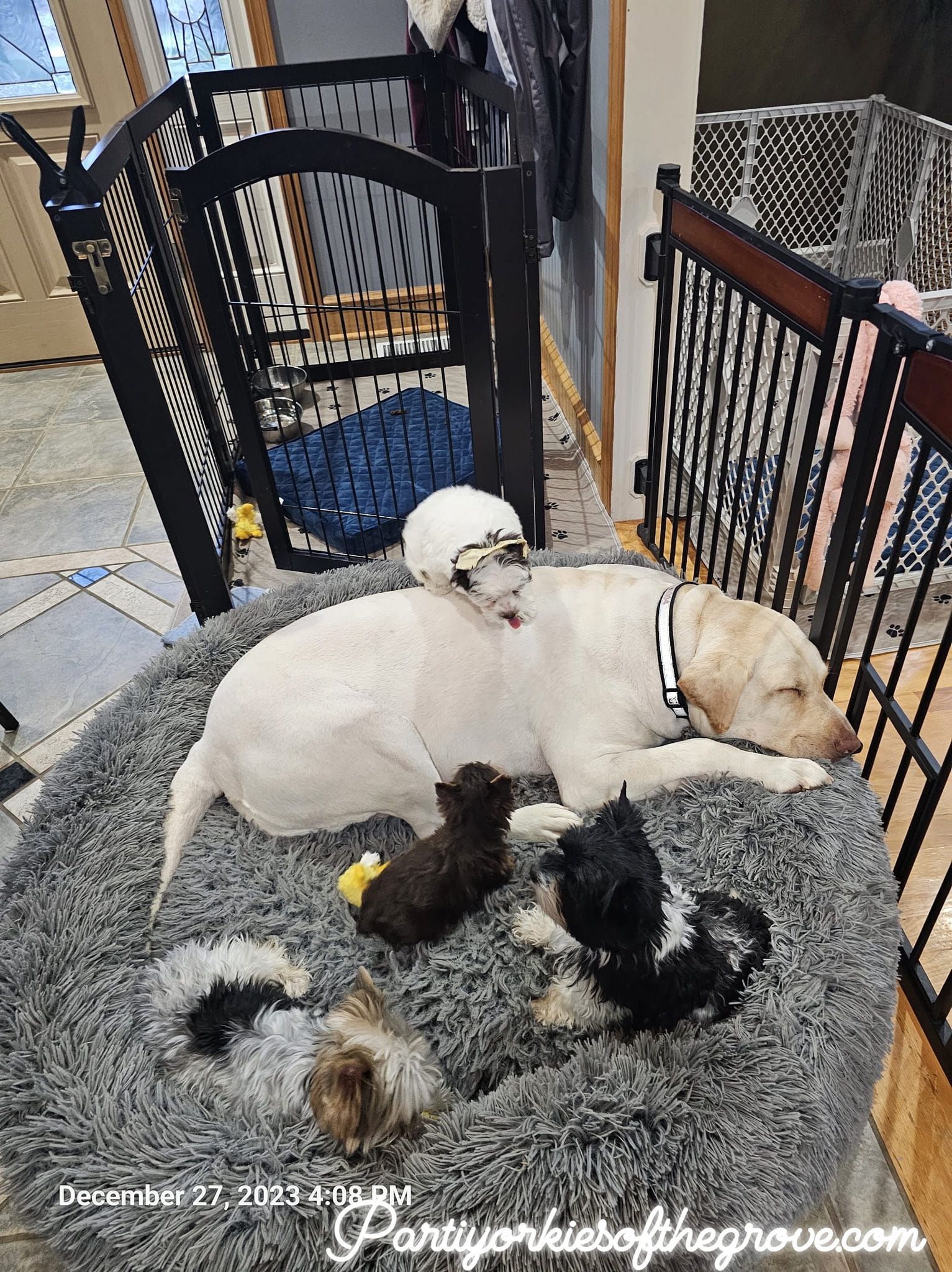 A dog is laying on a bed with a bunch of puppies.